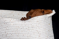 2023 Anna Balog Vizsla Puppies (33 of 184)-1701041356609