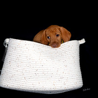 2023 Anna Balog Vizsla Puppies (13 of 184)-1701041354587