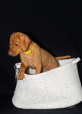 2023 Anna Balog Vizsla Puppies (14 of 184)-1701041355476