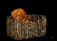 2023 Anna Balog Vizsla Puppies (40 of 184)-1701041357067