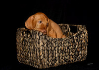 2023 Anna Balog Vizsla Puppies (69 of 184)-1701041359303