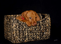 2023 Anna Balog Vizsla Puppies (65 of 184)-1701041358157