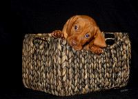 2023 Anna Balog Vizsla Puppies (95 of 184)-1701041361067