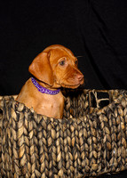 2023 Anna Balog Vizsla Puppies (103 of 184)-1701041362873