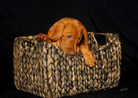 Anna Balog & Hungarian Vizla Puppies