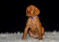 2023 Anna Balog Vizsla Puppies (78 of 184)-2-1701654418892