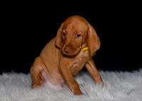 2023 Anna Balog Vizsla Puppies (22 of 184)-2-1701654415435