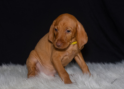 2023 Anna Balog Vizsla Puppies (22 of 184)-2-1701654415435