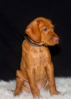 2023 Anna Balog Vizsla Puppies (25 of 184)-2-1701654416261