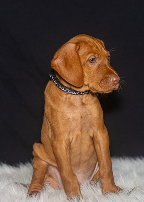 2023 Anna Balog Vizsla Puppies (25 of 184)-2-1701654416261