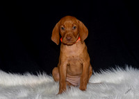 2023 Anna Balog Vizsla Puppies (51 of 184)-3-1701654417997