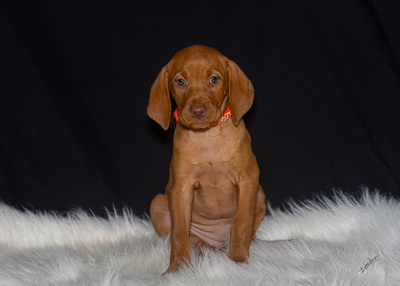 2023 Anna Balog Vizsla Puppies (51 of 184)-3-1701654417997