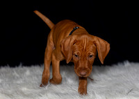 2023 Anna Balog Vizsla Puppies (29 of 184)-2-1701654416954