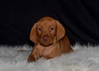 2023 Anna Balog Vizsla Puppies (84 of 184)-2-1701654419761