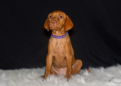 2023 Anna Balog Vizsla Puppies (107 of 184)-2-1701654420380