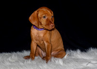 2023 Anna Balog Vizsla Puppies (109 of 184)-2-1701654421181