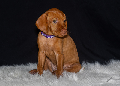 2023 Anna Balog Vizsla Puppies (109 of 184)-2-1701654421181