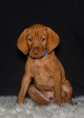 2023 Anna Balog Vizsla Puppies (116 of 184)-2-1701654422330