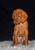 2023 Anna Balog Vizsla Puppies (114 of 184)-2-1701654421804