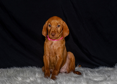 2023 Anna Balog Vizsla Puppies (121 of 184)-2-1701654422949